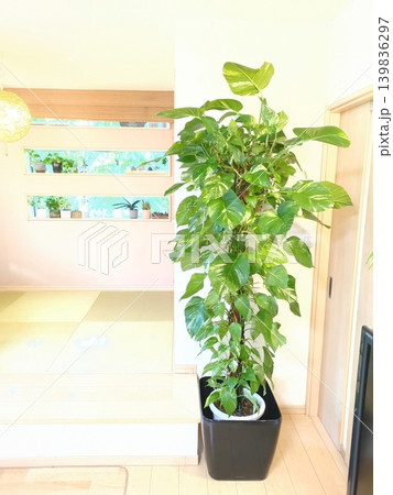 大型観葉植物ポトス(オウゴンカズラ) ヘゴ支柱のタワー仕立て 10号鉢 鉢植えの緑をリビングに 大型観葉植物ポトス(オウゴンカズラ) ヘゴ支柱のタワー仕立て 10号鉢 鉢植えの緑をリビングに 139836297