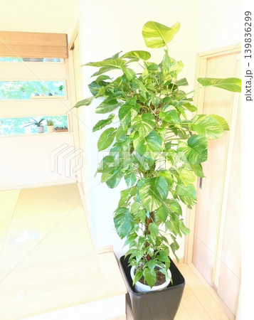 大型観葉植物ポトス（オウゴンカズラ） ヘゴ支柱のタワー仕立て 10号鉢 鉢植えの緑をリビングに 139836299
