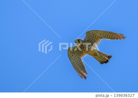 青空を背景に優雅に飛翔するチョウゲンボウ　オス 139836327