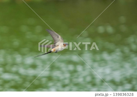 水面を背景に颯爽と飛ぶコシアカツバメの横顔 139836328