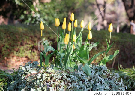 チューリップの花 冬咲き チューリップの花 冬咲き 139836407
