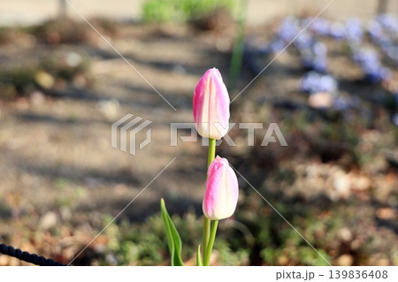 冬咲き　満開　チューリップの花 139836408
