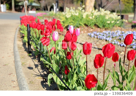 冬咲き 満開 チューリップの花 冬咲き 満開 チューリップの花 139836409