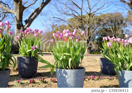 冬咲き　満開　チューリップの花 139836411
