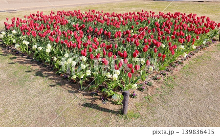 冬咲き 満開 鮮やか チューリップの花 冬咲き 満開 鮮やか チューリップの花 139836415