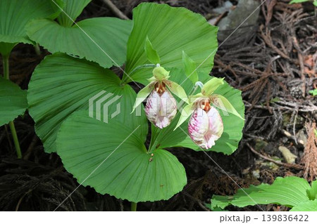 北摂の山の林床で見た大きな二枚の葉の葉から伸びた花径の上で咲く膨らんだ唇弁が特徴のクマガイソウ 北摂の山の林床で見た大きな二枚の葉の葉から伸びた花径の上で咲く膨らんだ唇弁が特徴のクマガイソウ 139836422