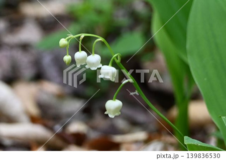 北海道、本州に自生する花径に並んで順次咲いていく白色の壺状の花が綺麗なスズラン 139836530