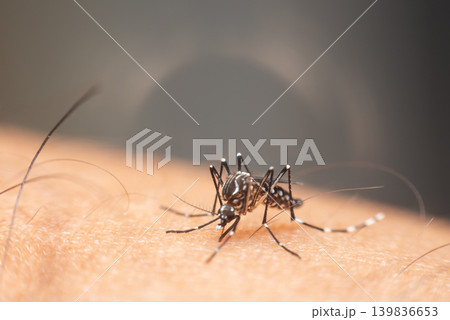 Macro closeup of mosquito feeding on human skin highlighting disease risk tropical insects biting behavior public health concerns 139836653