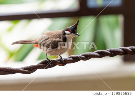 Red whiskered bulbul perched on twisted wire soft background showing tropical bird wildlife natural outdoor habitat Red whiskered bulbul perched on twisted wire soft background showing tropical bird wildlife natural outdoor habitat 139836659
