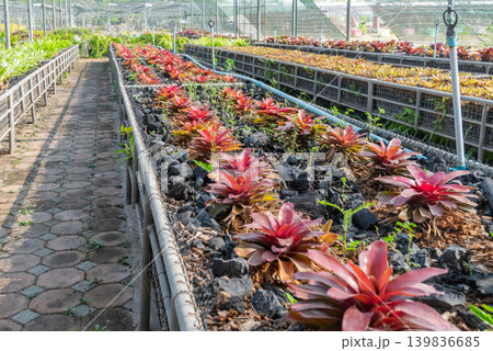 Rows of tropical ornamental plants growing in greenhouse nursery organized cultivation sustainable gardening environment 139836685