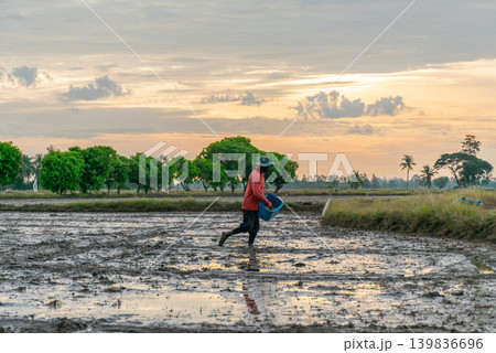 Farmer walks through muddy rice field at sunrise preparing farmland rural agriculture lifestyle peaceful countryside atmosphere Farmer walks through muddy rice field at sunrise preparing farmland rural agriculture lifestyle peaceful countryside atmosphere 139836696