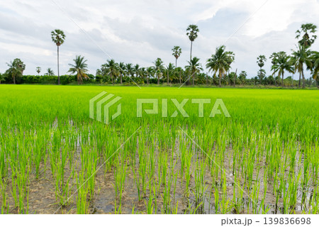 Fresh green rice field tropical palm trees under cloudy sky showing rural agriculture natural countryside landscape Fresh green rice field tropical palm trees under cloudy sky showing rural agriculture natural countryside landscape 139836698