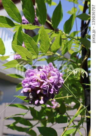 アメリカフジの紫の花 アメリカフジの紫の花 139836707