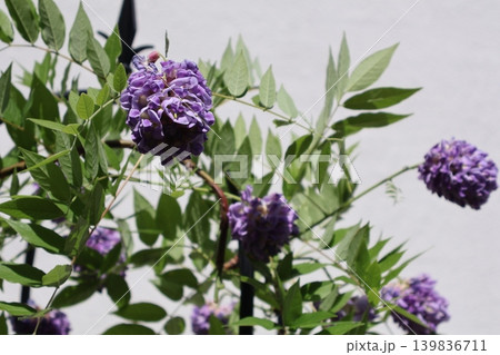 アメリカフジの紫の花 アメリカフジの紫の花 139836711