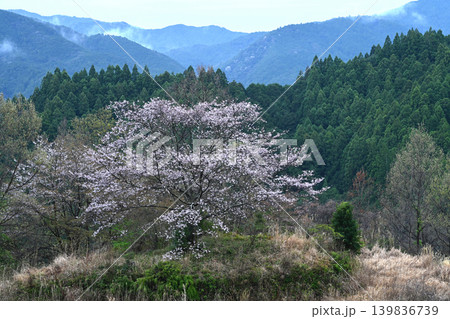 有瀬の一本桜1(高知県香美市香北町有瀬) 有瀬の一本桜1(高知県香美市香北町有瀬) 139836739