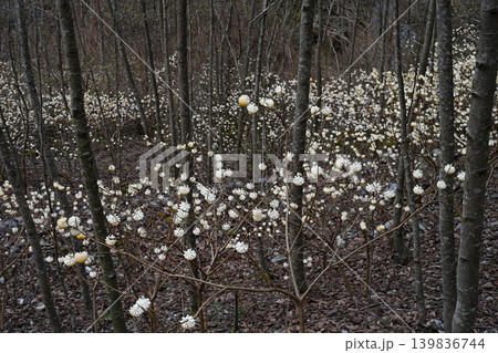 ミツマタの花3(徳島県三好市東祖谷) ミツマタの花3(徳島県三好市東祖谷) 139836744