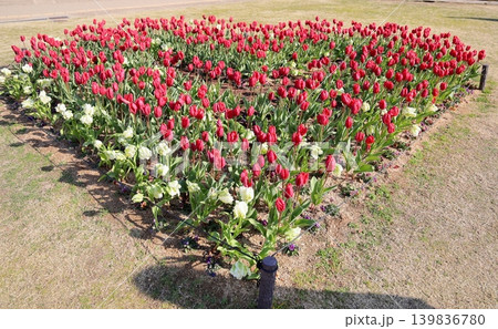 冬咲き 満開 鮮やか チューリップの花 冬咲き 満開 鮮やか チューリップの花 139836780