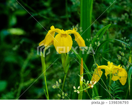 帰化植物 アヤメ科キショウブの開花 139836793