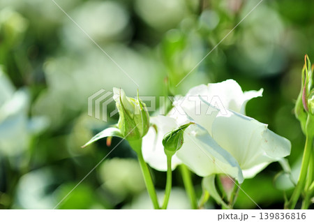 バラ園でみた花 139836816