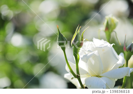 バラ園でみた花 バラ園でみた花 139836818