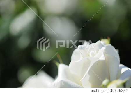 バラ園でみた花 139836824