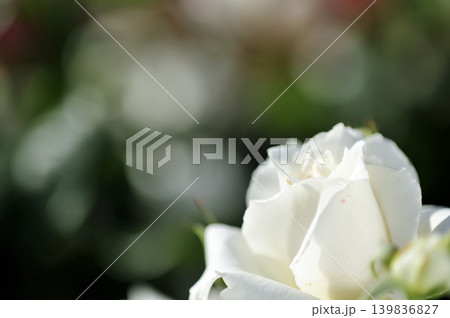 バラ園でみた花 バラ園でみた花 139836827