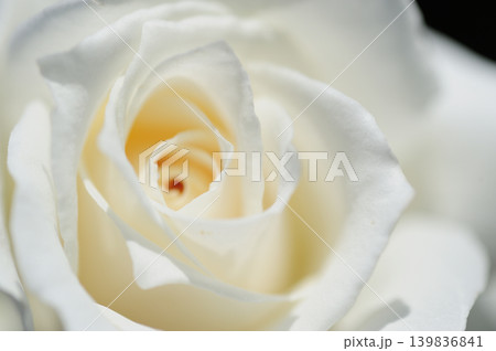 バラ園でみた花 バラ園でみた花 139836841