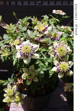 クレマチスビエネッタの個性的な花 クレマチスビエネッタの個性的な花 139837028