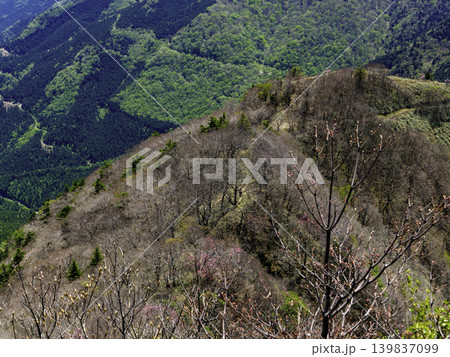 登山・トレッキング:初夏の陽光に包まれる瓶ヶ森の広大なクマザサ地帯 登山・トレッキング:初夏の陽光に包まれる瓶ヶ森の広大なクマザサ地帯 139837099