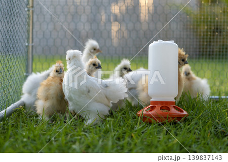 Domestic chicken in small backyard chicken coop. Silkie chicks sustainably raised in free range conditions Domestic chicken in small backyard chicken coop. Silkie chicks sustainably raised in free range conditions 139837143