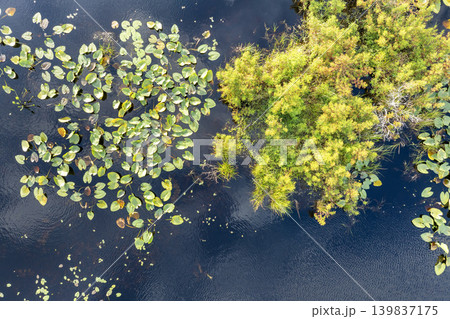 Florida forest lake nature on a sunny day. Wetland swamp with lily pads vegetation floating on water 139837175