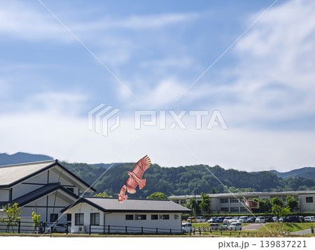 青空を悠々と舞う、里山のカイト鷹 青空を悠々と舞う、里山のカイト鷹 139837221