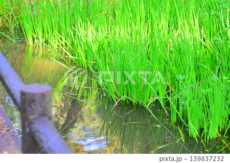 湖畔の水辺　八丁湖　埼玉県吉見町 139837232