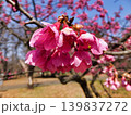 サクラの花  (カンヒザクラ) 139837272