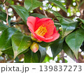 ツバキの花 139837273