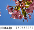 青空にサクラの花  (カワズザクラ) 139837274