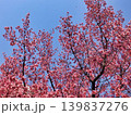 オカメザクラの花 139837276