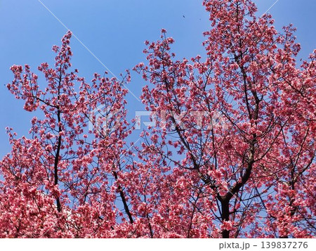 オカメザクラの花 139837276