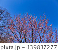 青空にサクラの花 139837277