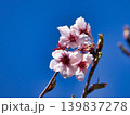 サクラの白い花 139837278