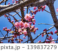 ピンク色のサクラの花 139837279