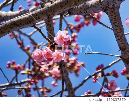 ピンク色のサクラの花 ピンク色のサクラの花 139837279