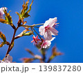 白いサクラの花 139837280