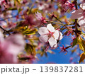 薄ピンク色のサクラの花 139837281