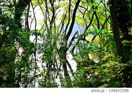 八丁湖　水鏡　水没している樹林　埼玉県吉見町 139837296
