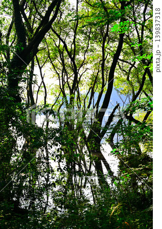 八丁湖　水鏡　水没している樹林　埼玉県吉見町 139837318