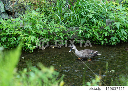 カルガモの親子007 カルガモの親子007 139837325