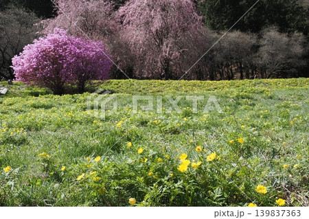 フクジュソウの群生とピンクのつつじと桜 139837363