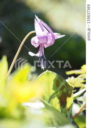 カタクリの花のアップ カタクリの花のアップ 139837369
