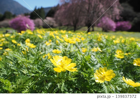黄色のフクジュソウとピンクの桜とつつじ 139837372